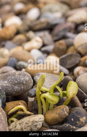 Sonnenblumen (Helianthus annuus), Setzlinge oder Setzlinge zwischen Kieselsteinen Stockfoto