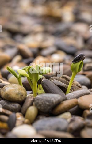 Sonnenblumen (Helianthus annuus), Setzlinge oder Setzlinge zwischen Kieselsteinen Stockfoto