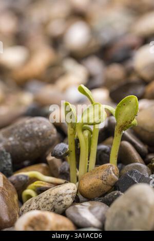 Sonnenblumen (Helianthus annuus), Setzlinge oder Setzlinge zwischen Kieselsteinen Stockfoto