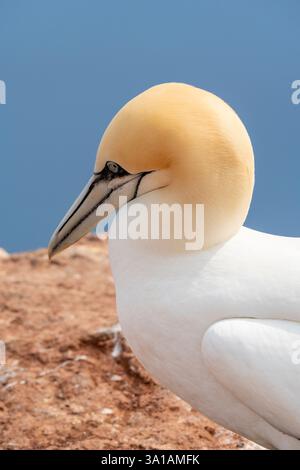 Nördliche Tölpel bei Bread Hörn im Oberland Helgoland, Nordsee, Schleswig-Holstein Stockfoto