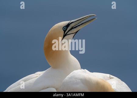 Nördliche Tölpel bei Bread Hörn im Oberland Helgoland, Nordsee, Schleswig-Holstein Stockfoto