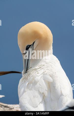 Nördliche Tölpel bei Bread Hörn im Oberland Helgoland, Nordsee, Schleswig-Holstein Stockfoto