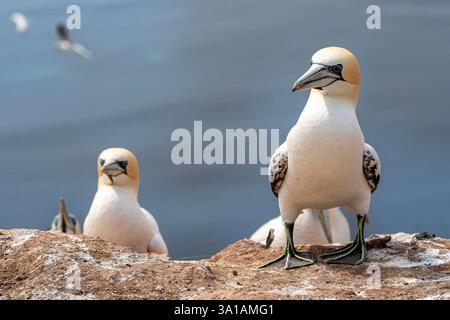 Nördliche Tölpel bei Bread Hörn im Oberland Helgoland, Nordsee, Schleswig-Holstein Stockfoto