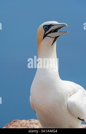 Nördliche Tölpel bei Bread Hörn im Oberland Helgoland, Nordsee, Schleswig-Holstein Stockfoto