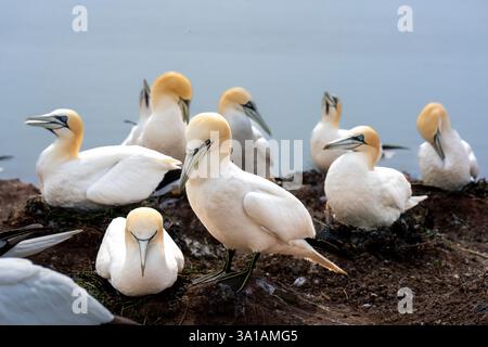 Nördliche Tölpel bei Bread Hörn im Oberland Helgoland, Nordsee, Schleswig-Holstein Stockfoto