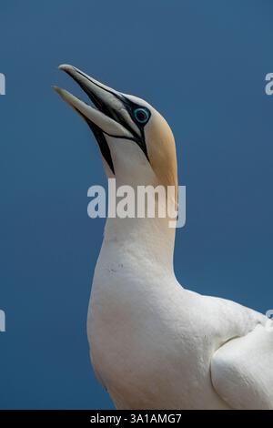 Nördliche Tölpel bei Bread Hörn im Oberland Helgoland, Nordsee, Schleswig-Holstein Stockfoto