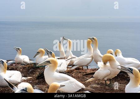 Nördliche Tölpel bei Bread Hörn im Oberland Helgoland, Nordsee, Schleswig-Holstein Stockfoto