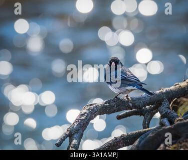 Ein kleiner Vogel sitzt auf einem Ast, umgeben von einem schimmernden Bokeh-Effekt im Hintergrund. Das Licht schafft ein traumhaftes, sanftes Ambiente rund um den Vogel Stockfoto