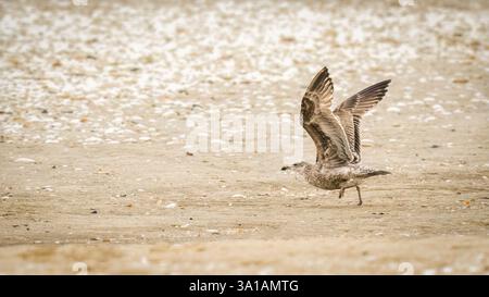 Eine Möwe spannt ihre Flügel an einem Sandstrand, umgeben von verstreuten Muscheln und Kieselsteinen. Die hellen, neutralen Farben der Szene erinnern an eine ruhige, ruhige Atmosphäre Stockfoto