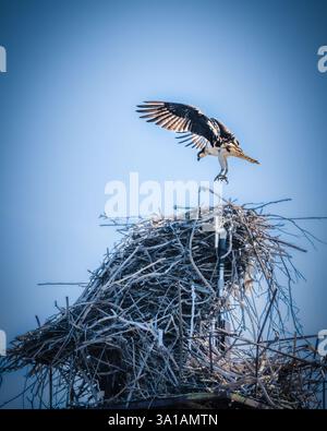 Ein Vogel schwebt über einem großen Nest aus ineinander verflochtenen Zweigen, dessen Flügel weit gegen einen klaren blauen Himmel ausgebreitet sind. Die Szene fängt einen Moment der Natur ein Stockfoto