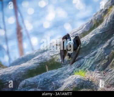 Ein Vogel mit glänzenden schwarzen Federn steht auf einem Felsen, dessen Flügel leicht ausgebreitet sind. Der Hintergrund verfügt über einen weichen Bokeh-Effekt mit blu-anklängen Stockfoto