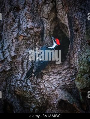 Ein Specht mit einem auffälligen roten Kopf steht auf der zerklüfteten Rinde eines Baumes, der scheinbar in eine Höhle blickt. Die komplizierten Muster der Rinde cre Stockfoto