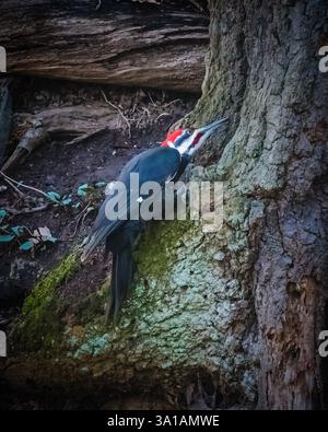 Ein Specht mit auffälligem schwarz-weiß-rotem Gefieder klammert sich an die raue Rinde eines großen Baumes und pickt nach Insekten. Der Waldboden in der Backgr Stockfoto