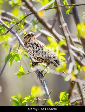 Ein Vogel mit braunem und cremefarbenem Gefieder sitzt auf einem schlanken Zweig, umgeben von leuchtend grünen Blättern. Sonnenlicht filtert durch das Laub, cre Stockfoto