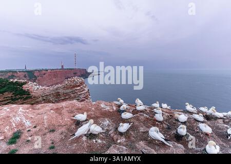 Nördliche Tölpel bei Bread Hörn im Oberland Helgoland, Nordsee, Schleswig-Holstein Stockfoto