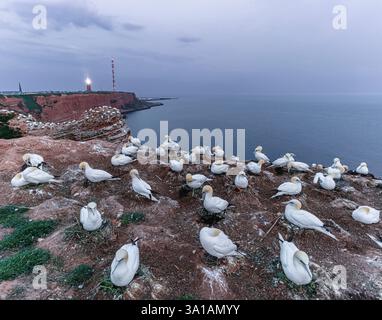 Nördliche Tölpel bei Bread Hörn im Oberland Helgoland, Nordsee, Schleswig-Holstein Stockfoto