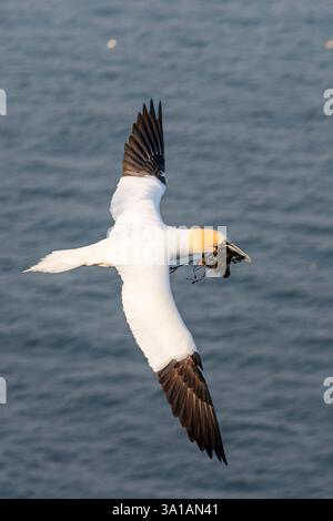 Nördliche Tölpel bei Bread Hörn im Oberland Helgoland, Nordsee, Schleswig-Holstein Stockfoto