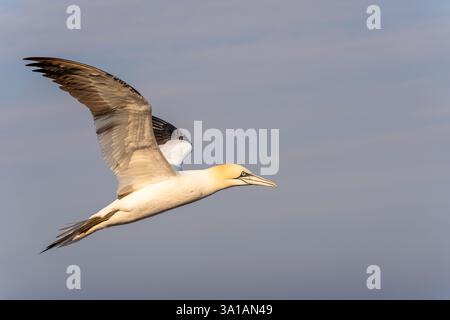 Nördliche Tölpel bei Bread Hörn im Oberland Helgoland, Nordsee, Schleswig-Holstein Stockfoto