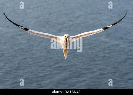 Nördliche Tölpel bei Bread Hörn im Oberland Helgoland, Nordsee, Schleswig-Holstein Stockfoto