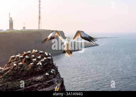 Nördliche Tölpel bei Bread Hörn im Oberland Helgoland, Nordsee, Schleswig-Holstein Stockfoto