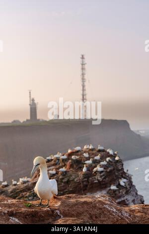 Nördliche Tölpel bei Bread Hörn im Oberland Helgoland, Nordsee, Schleswig-Holstein Stockfoto