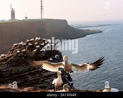 Nördliche Tölpel bei Bread Hörn im Oberland Helgoland, Nordsee, Schleswig-Holstein Stockfoto