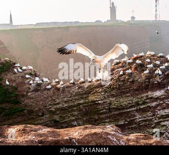 Nördliche Tölpel bei Bread Hörn im Oberland Helgoland, Nordsee, Schleswig-Holstein Stockfoto