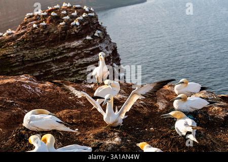 Nördliche Tölpel bei Bread Hörn im Oberland Helgoland, Nordsee, Schleswig-Holstein Stockfoto