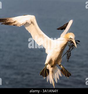 Nördliche Tölpel bei Bread Hörn im Oberland Helgoland, Nordsee, Schleswig-Holstein Stockfoto