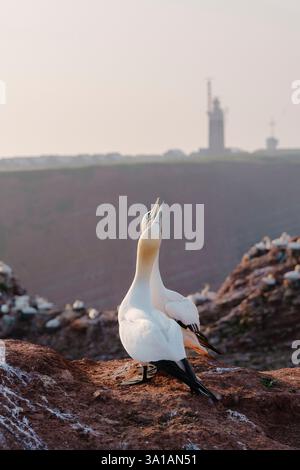 Nördliche Tölpel bei Bread Hörn im Oberland Helgoland, Nordsee, Schleswig-Holstein Stockfoto