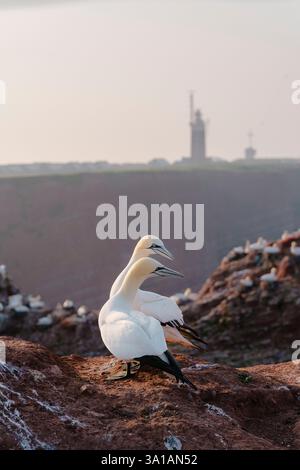 Nördliche Tölpel bei Bread Hörn im Oberland Helgoland, Nordsee, Schleswig-Holstein Stockfoto