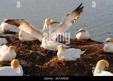 Nördliche Tölpel bei Bread Hörn im Oberland Helgoland, Nordsee, Schleswig-Holstein Stockfoto