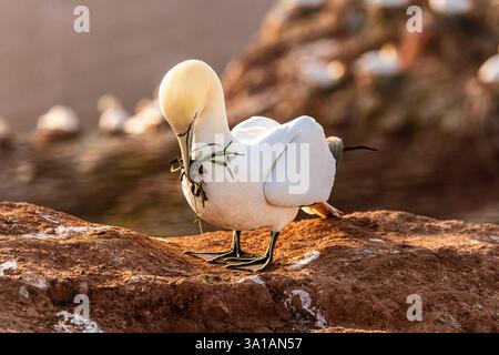 Nördliche Tölpel bei Bread Hörn im Oberland Helgoland, Nordsee, Schleswig-Holstein Stockfoto