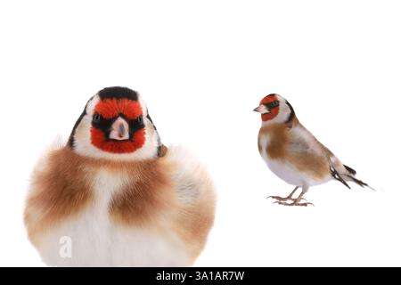 goldfinch isoliert auf weißem Hintergrund Stockfoto
