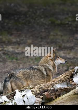 Der graue Wolf versteckt sich hinter den Bäumen im Wald Stockfoto