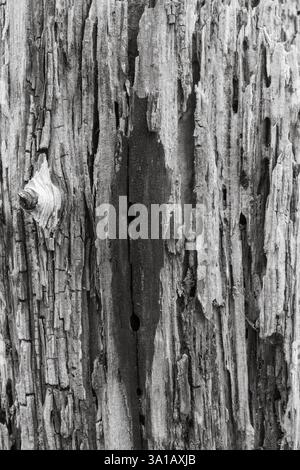 Verwitterter hölzerner Hintergrund, Nahaufnahme, Detail Stockfoto