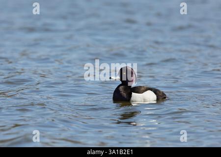 Drake Tufted Duck - Aythya Fuligula schwimmt auf einem Pool. Drake oder männliche getuftete Ente - Aythya fuligula mit einem hellgelben Auge und irisierenden Kopf Showi Stockfoto