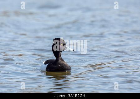 Drake Tufted Duck - Aythya Fuligula schwimmt auf einem Pool. Drake oder männliche getuftete Ente - Aythya fuligula mit einem hellgelben Auge und irisierenden Kopf Showi Stockfoto