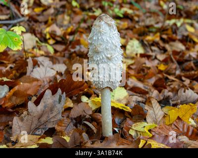 shaggy Tuschkappe, Coprinus comatus, umgeben von Herbstblättern Stockfoto