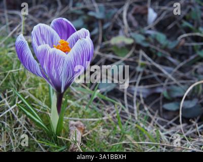 Isolierte Nahaufnahme eines weiß-Flieder gestreiften Krokus (crocus vernus) an der Grenze eines Blumenbeetes im Rheinaue-Park in Bonn im März Stockfoto