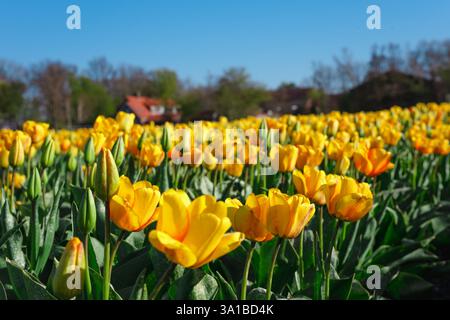 Ein Feld aus gelben Tulpen blüht, Blütenblätter öffnen sich unter Sonnenlicht und schweben sanft im Wind in der Nähe eines Landhauses. Stockfoto