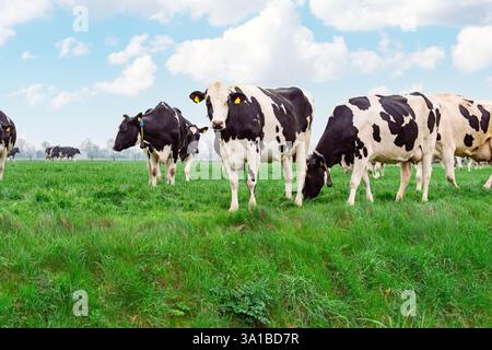 Eine Herde holsteinischer Kühe weidet auf üppigem grünem Gras auf einem offenen Feld unter teilweise bewölktem Himmel auf einer Milchfarm. Stockfoto