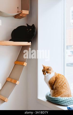 Eine schwarze Katze hockt sich auf einem Holzregal, während eine Ingwerkatze in einem gestrickten Bett neben einem Fenster sitzt und beide ihre Umgebung beobachten. Stockfoto