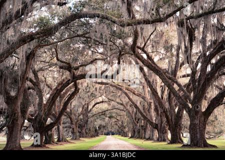 Landschaft mit lebenden Eichenbäumen, bedeckt mit spanischem Moos, aus dem Süden der Vereinigten Staaten in South Carolina Stockfoto