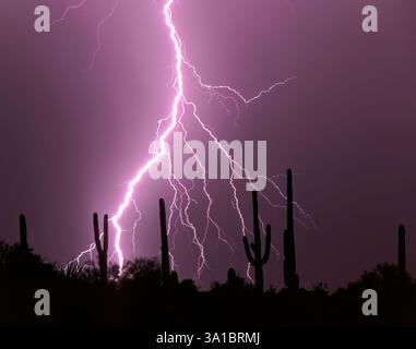 Blitze im Saguaro National Park, West Unit, Tucson, Arizona, USA Stockfoto