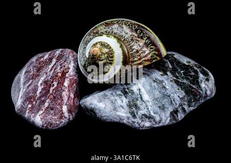 Polierte GRÜNE JADE Banded Turbo EINSIEDLERKREBSE Sea Shell auf bunten polierten Steinen vor schwarzem Hintergrund Stockfoto
