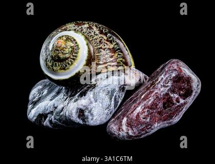 Polierte GRÜNE JADE Banded Turbo EINSIEDLERKREBSE Sea Shell auf bunten polierten Steinen vor schwarzem Hintergrund Stockfoto