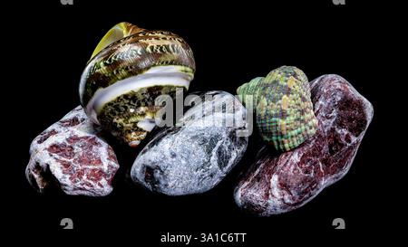 Polierte GRÜNE JADE Banded Turbo EINSIEDLERKREBSE Sea Shell auf bunten polierten Steinen vor schwarzem Hintergrund Stockfoto