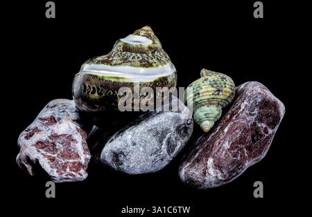Polierte GRÜNE JADE Banded Turbo EINSIEDLERKREBSE Sea Shell auf bunten polierten Steinen vor schwarzem Hintergrund Stockfoto