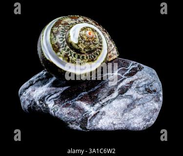 Polierte GRÜNE JADE Banded Turbo EINSIEDLERKREBSE Sea Shell auf bunten polierten Steinen vor schwarzem Hintergrund Stockfoto